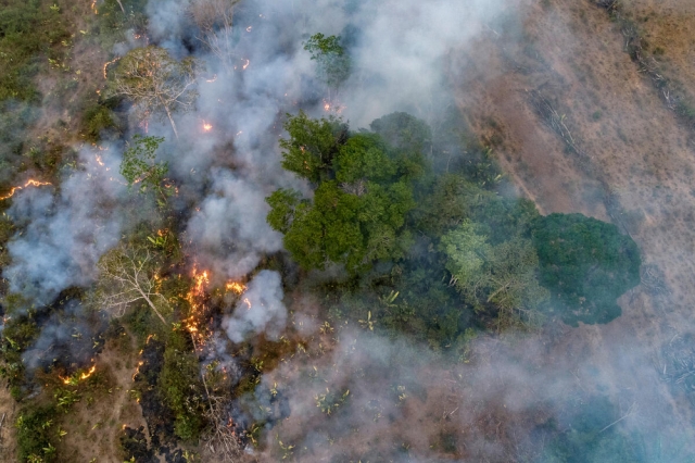 Deforestation for planting soy beans - Amazon rainforest